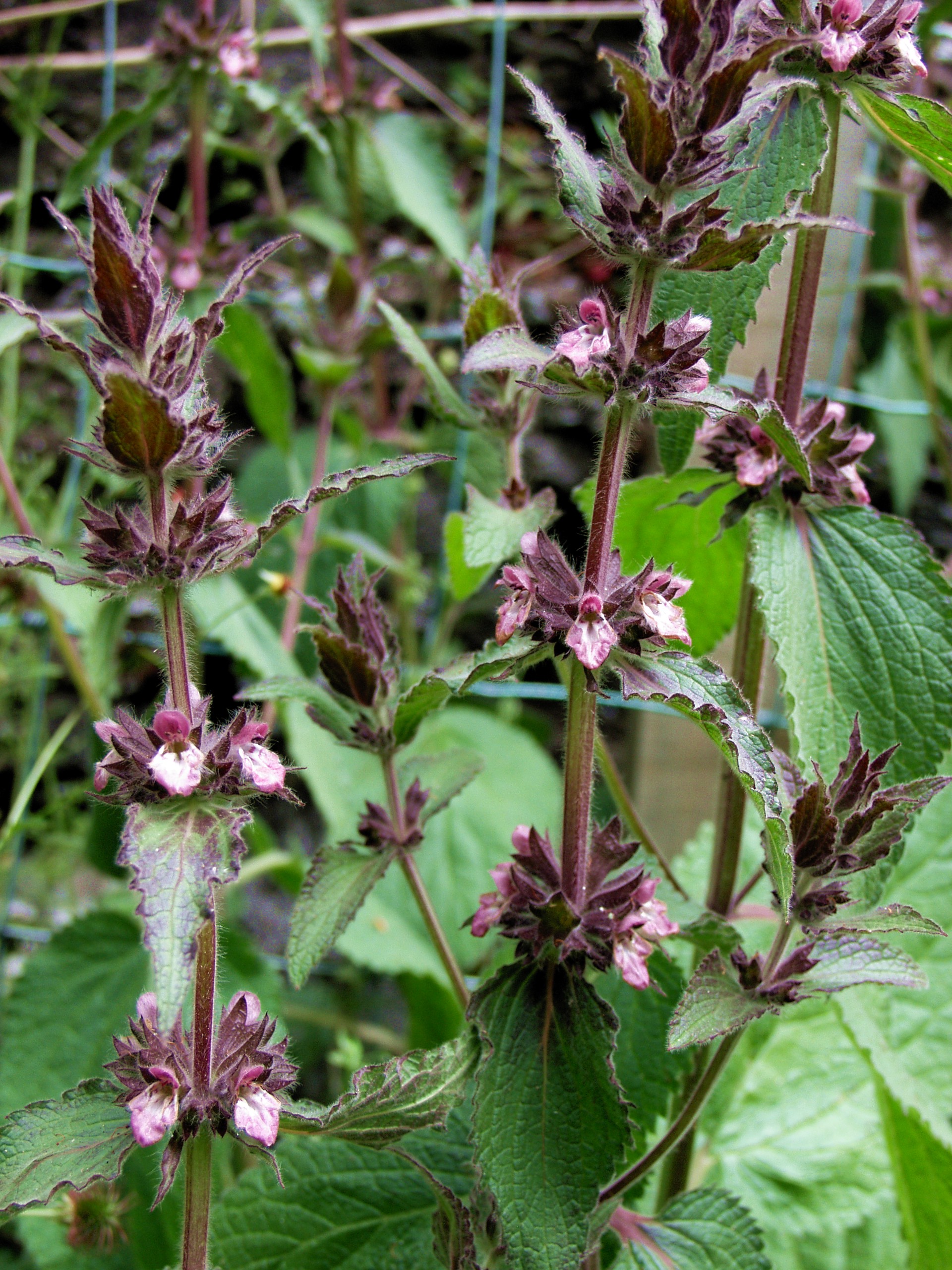 Limestone woundwort (Sarah Bird / Chester Zoo)